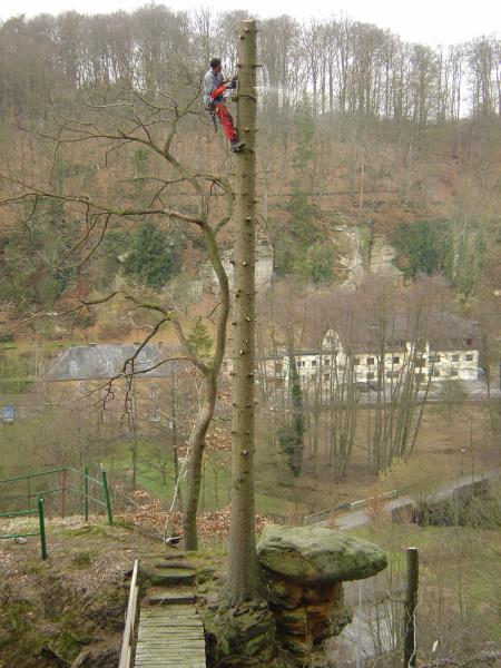Image 1 : Coupe et taille d’arbres à Hautcharage : TreeTime