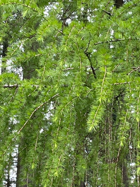 Image 1 : Bois à Lintgen : Horsmans Sàrl