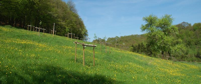 Image 2 : Exploitation forestière à Diekirch : Bonafor Sàrl