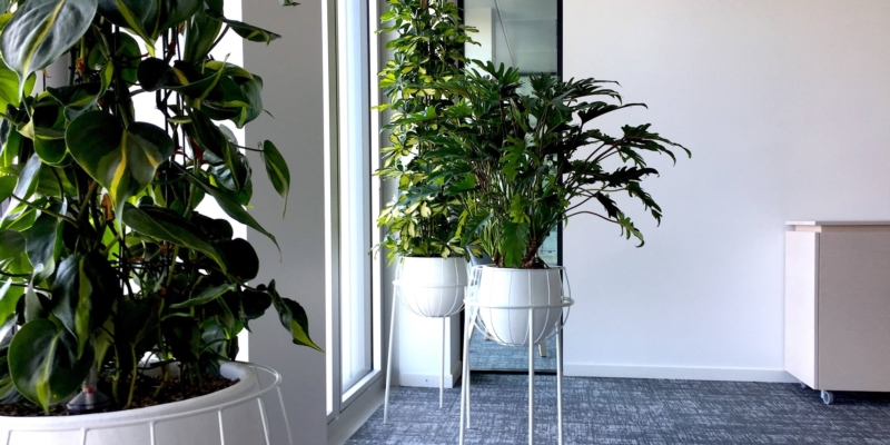 Image 1 : Plante tropicale à Pétange : Plantes Tropicales Services