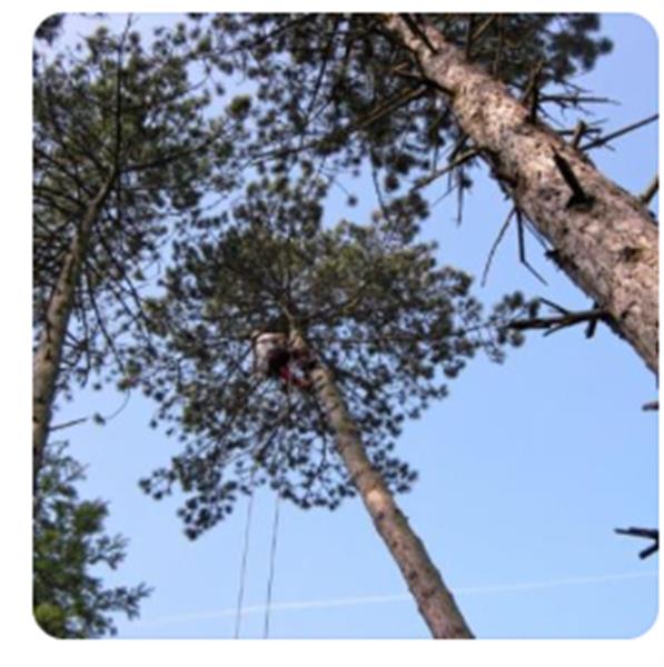 Image 1 : Coupe et taille d’arbres à Ettelbruck : Abattage Theis-Grosges Sàrl