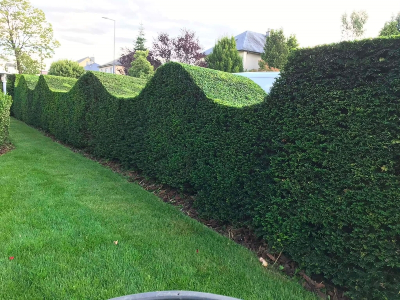 Image 2 : Jardinier à Olingen : Jardinage Costa