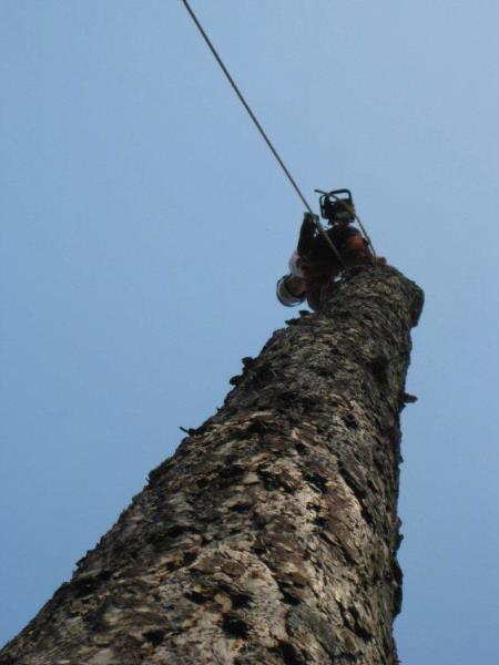 Image 2 : Coupe et taille d’arbres à Ettelbruck : Abattage Theis-Grosges Sàrl