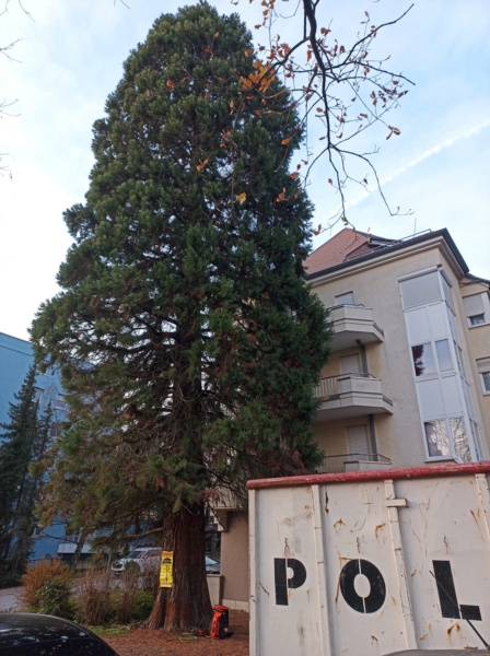Image 2 : Coupe et taille d’arbres à Holtz : THIRY Thomas, Arbo Tom