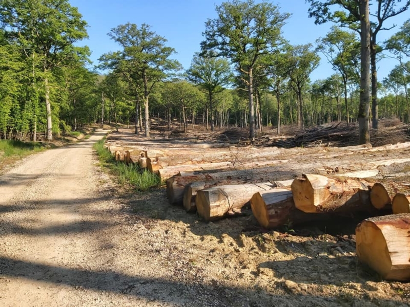 Image 4 : Travaux et exploitation forestière à Weiswampach : Emoforest