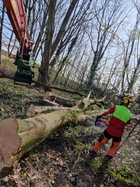 Image 5 : Travaux et exploitation forestière à Weiswampach : Emoforest