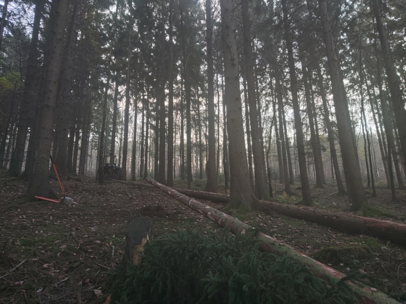 Image 6 : Travaux et exploitation forestière à Weiswampach : Emoforest
