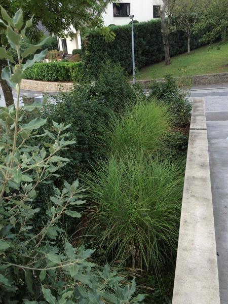 Image 2 : Jardin et espace vert à Limpach : Green Space