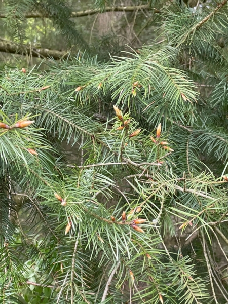 Image 3 : Bois à Lintgen : Horsmans Sàrl