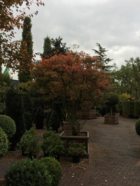 Image 3 : Jardin et espace vert à Limpach : Green Space