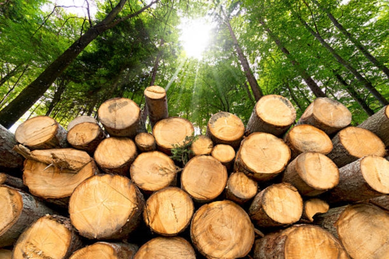 Image 5 : Bois à Lintgen : Horsmans Sàrl