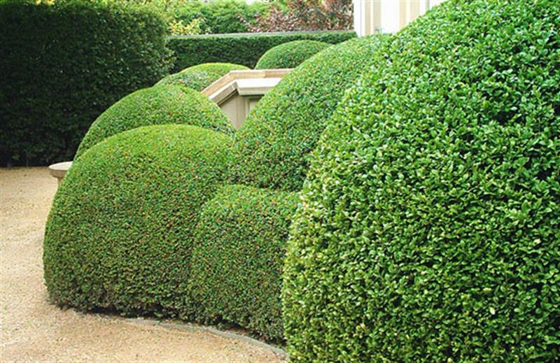 Image 4 : Service de jardinage à Mertert : Gartenbau und Landschaftsbau Mock