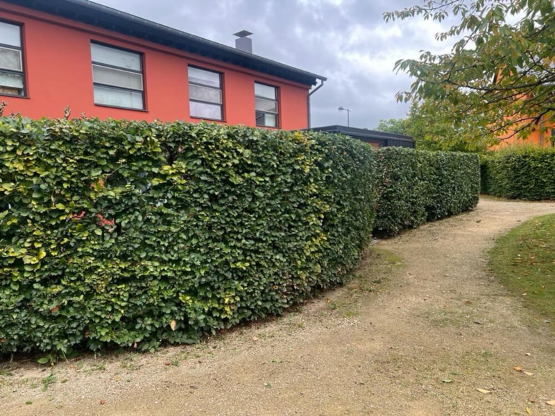 Image 5 : Aménagement paysager à Dudelange : Natural Garden's Cardose & Fortes SARLS