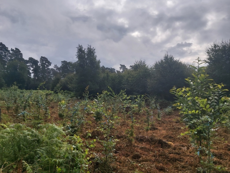 Image 8 : Travaux et exploitation forestière à Weiswampach : Emoforest