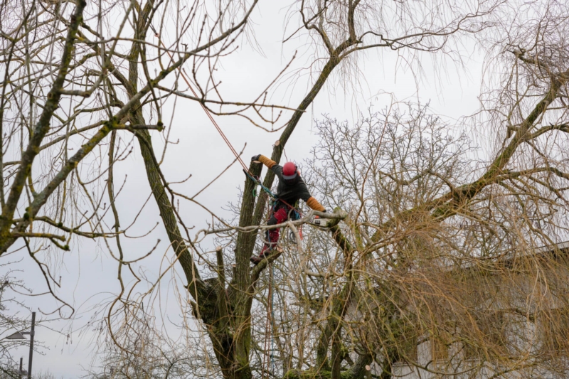 Image 2 : Réinsertion professionnelle à Bascharage : ProActif SIS