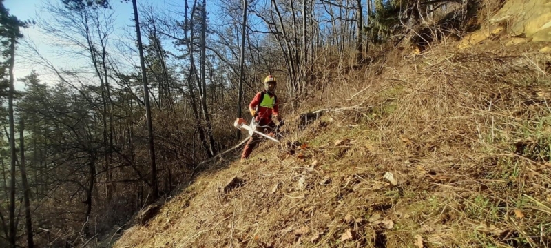 Image 10 : Travaux et exploitation forestière à Weiswampach : Emoforest