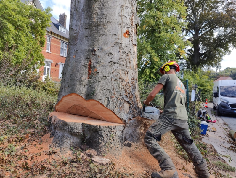 Image 11 : Travaux et exploitation forestière à Weiswampach : Emoforest