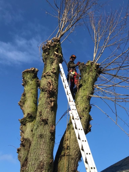 Image 3 : Coupe et taille d’arbres à Ettelbruck : Abattage Theis-Grosges Sàrl