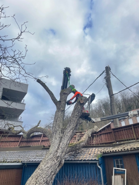 Image 13 : Travaux et exploitation forestière à Weiswampach : Emoforest