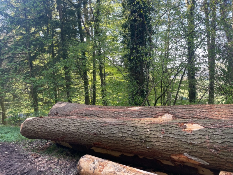 Image 9 : Bois à Lintgen : Horsmans Sàrl