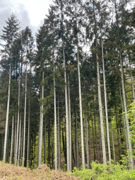 Image 11 : Bois à Lintgen : Horsmans Sàrl