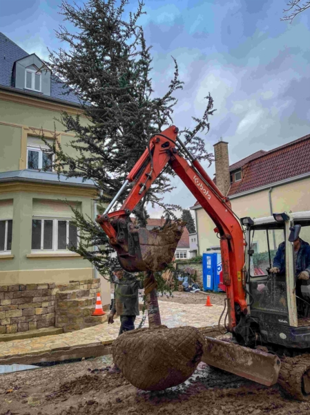 Image 12 : Jardin et espace vert à Tandel : Pépinières Gillen Sàrl