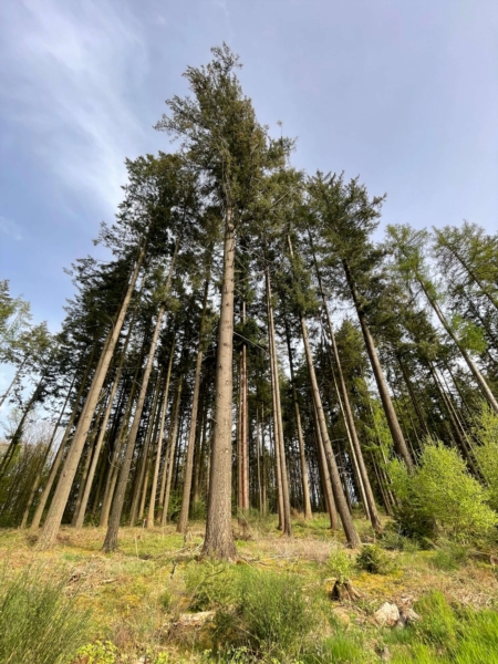 Image 13 : Bois à Lintgen : Horsmans Sàrl
