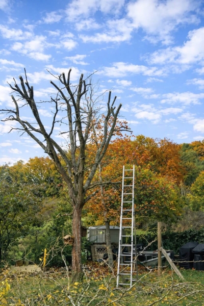 Image 4 : Société de nettoyage à Grevenmacher : D&B Group (Jardinage & Nettoyage)