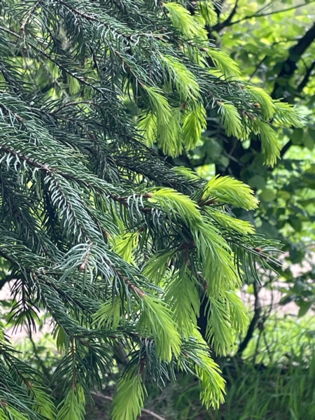 Image 14 : Bois à Lintgen : Horsmans Sàrl