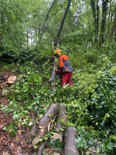 Image 4 : Coupe et taille d’arbres à Ettelbruck : Abattage Theis-Grosges Sàrl