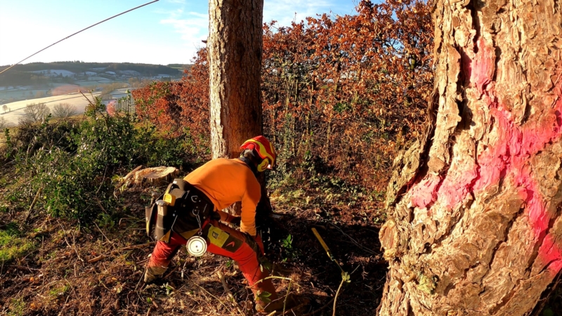 Image 17 : Travaux et exploitation forestière à Weiswampach : Emoforest