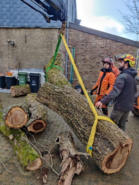 Image 18 : Travaux et exploitation forestière à Weiswampach : Emoforest