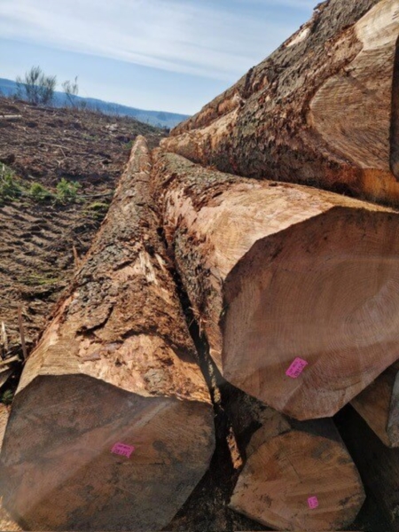 Image 6 : Exploitation forestière à Steinfort : Goffinet Bois SA