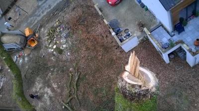 Image 15 : Coupe et taille d’arbres à Arlon : Krafft - Leblanc