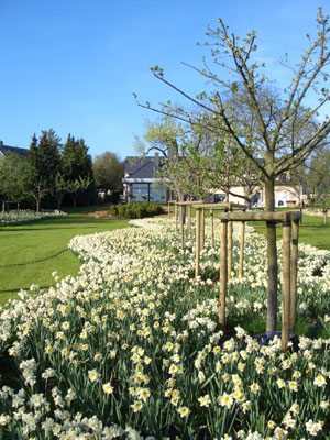 Image 1 : Jardin et espace vert à Limpach : Winandy Pol Jardins