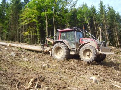 Image 4 : Coupe et taille d’arbres à Grosbous : Forêt et Nature Sàrl