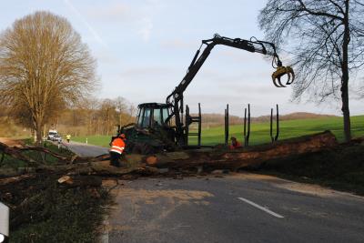 Image 5 : Coupe et taille d’arbres à Grosbous : Forêt et Nature Sàrl