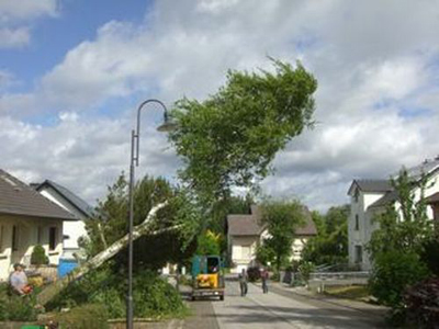 Image 4 : Jardin et espace vert à Ingeldorf : Gaertnerei Sunflower