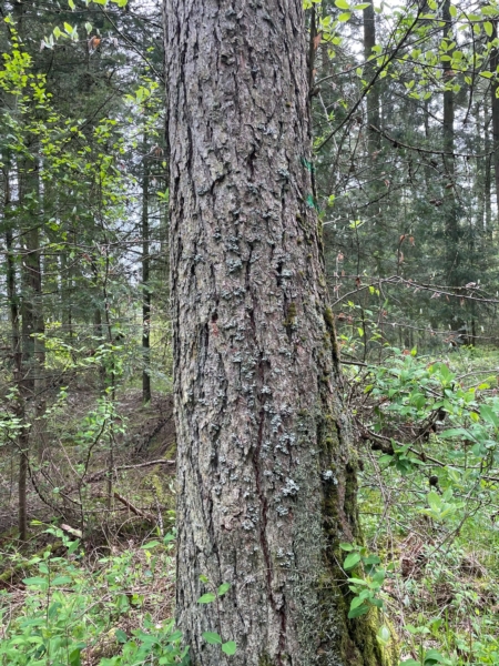 Image 16 : Bois à Lintgen : Horsmans Sàrl