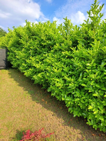 Image 4 : Aménagement paysager à Differdange : IntelPlante - Paysagiste & Jardinier