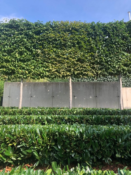 Image 11 : Aménagement paysager à Bertrange : JLH Garden Design Sàrl
