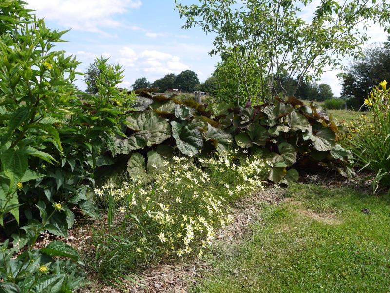 Image 6 : Jardin et espace vert à Doncols : Green Design Sàrl