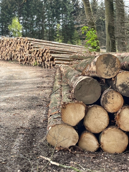 Image 18 : Bois à Lintgen : Horsmans Sàrl