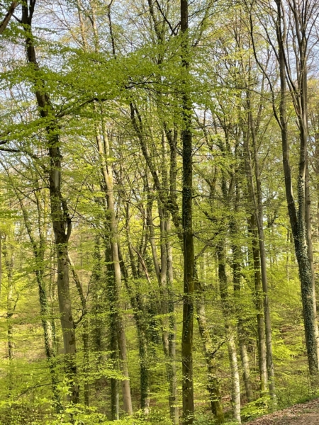 Image 19 : Bois à Lintgen : Horsmans Sàrl