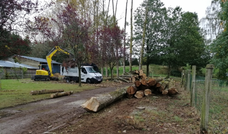 Image 9 : Coupe et taille d’arbres à Arlon : Krafft - Leblanc