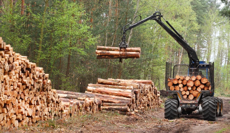 Image 8 : Exploitation forestière à Steinfort : Goffinet Bois SA