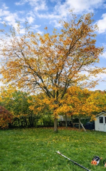 Image 5 : Société de nettoyage à Grevenmacher : D&B Group (Jardinage & Nettoyage)