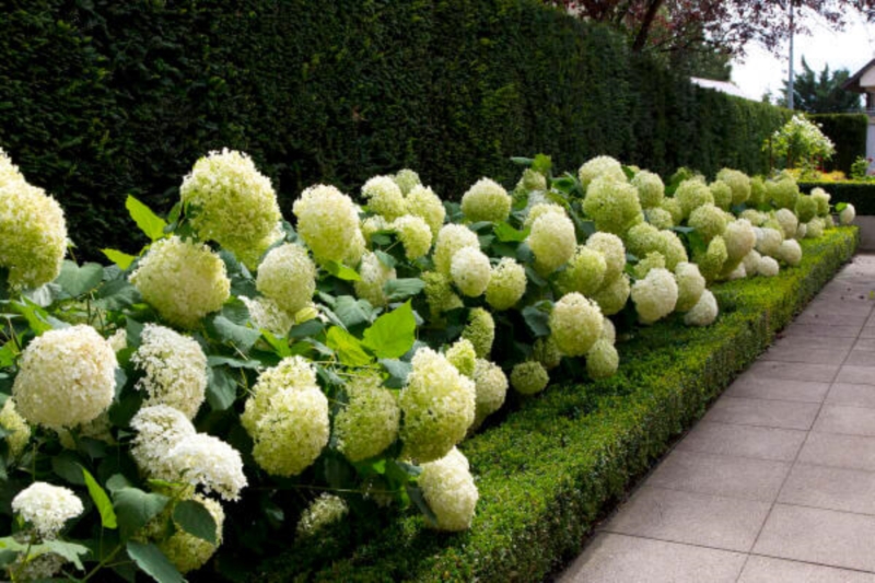 Image 17 : Jardin et espace vert à Schwebsingen : BOHR Ihr Gärtner von Eden