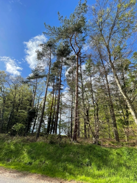 Image 20 : Bois à Lintgen : Horsmans Sàrl