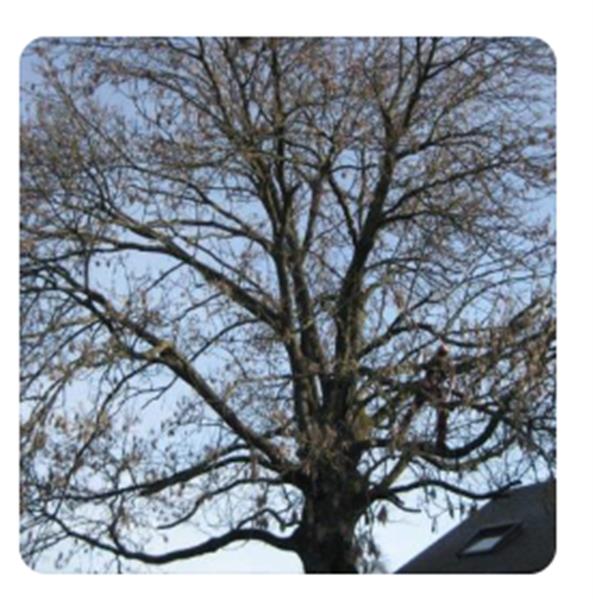 Image 5 : Coupe et taille d’arbres à Ettelbruck : Abattage Theis-Grosges Sàrl
